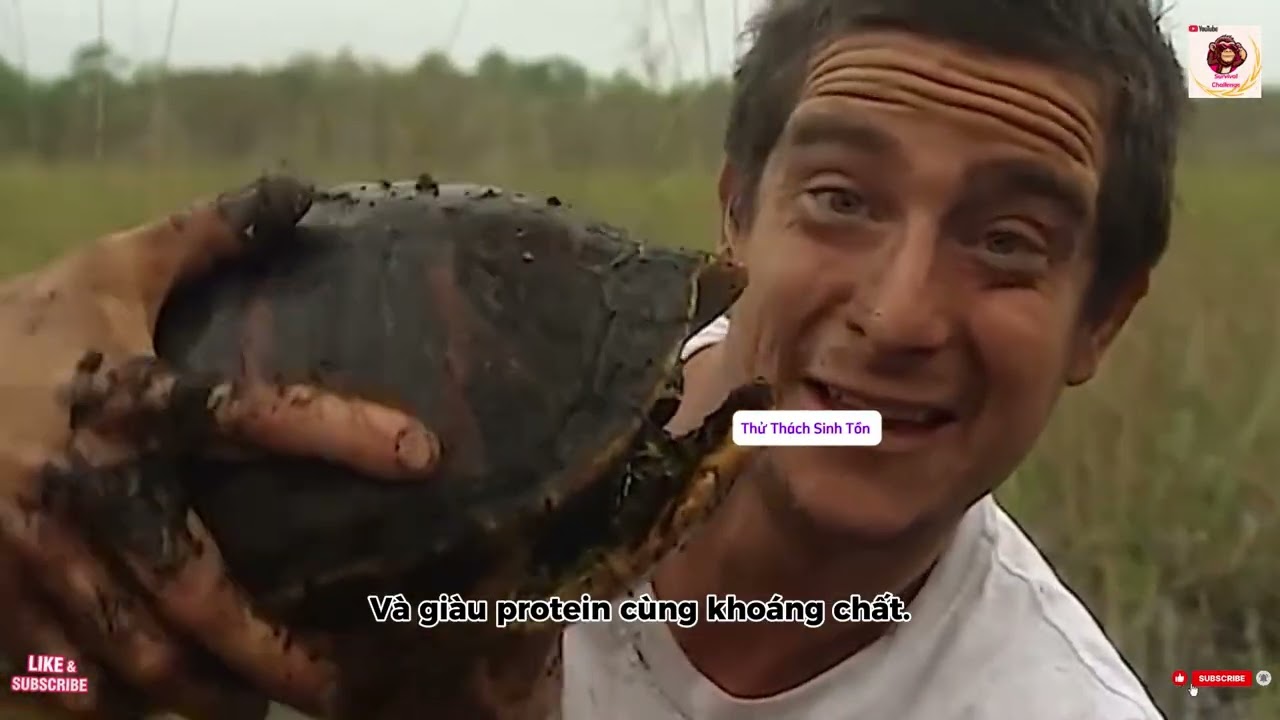 Bear Grylls gây sốc: Sashimi ngựa vằn & tiệc thịt trăn giữa hoang dã