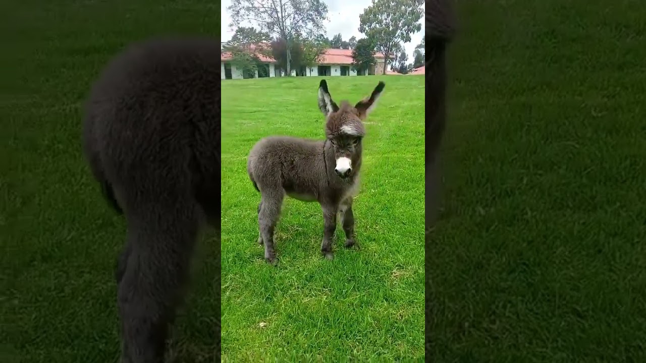 Adorable Baby Donkey Wobbling Into Your Heart! 🐴💛