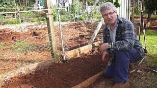How to Plant and Grow Turmeric