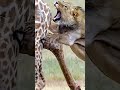 Giraffes are silly little monsters. #giraffe #giraffes #africa #biology