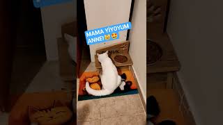 Pambik Kedi̇m Mamasini Yi̇yomuş Şfet