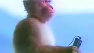 What's the song name? Video: Monkey listening to retro : r/NameThatSong