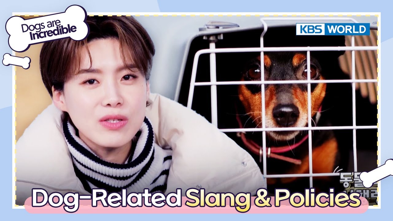 What Is Dog Slang For