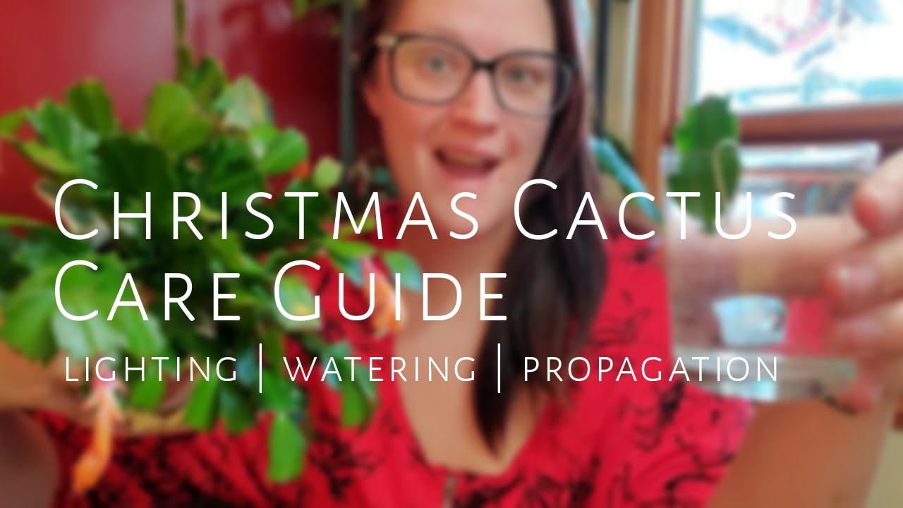 Christmas Cactus Care // Propagating, Watering & Lighting YouTube