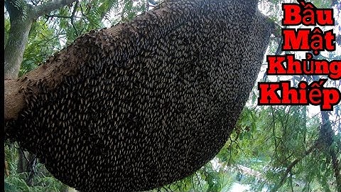Tổ Ong Dài 2 MÉT, Có Bầu Mật KINH KHỦNG Nhất Tiến Từng Thấy | Honeycomb 2 Meters Long, Honey Too Big