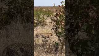 Léopard le long de la route | Shingwedzi - Kruger