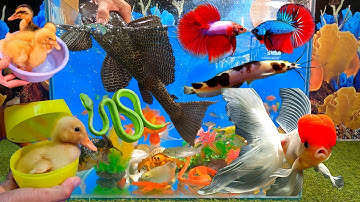 Tổng hợp các video cá cảnh đẹp, động vật dễ thương, vịt con, cá lau kiếng, cá hạc, cá ngựa, rắn xanh