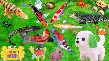 Ra Vườn Tìm Các Loài Động Vật Thấy Ao Cá, Câu Cá Sấu Trong Hang, Ổ Trứng Có Đầu Hổ Phun Bong Bóng