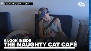 Chattanooga's Naughty Cat Café: Coffee and adoption