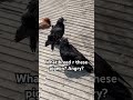 What’s the breed of these pigeon? Why r they angry? #pigeon #birds #breeder #angrybirds #toronto