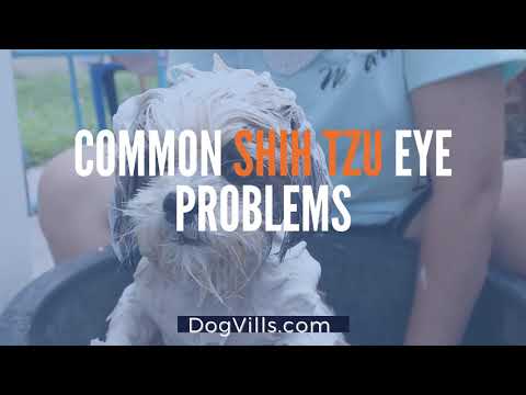 8 Most Common Shih Tzu Eye Problems