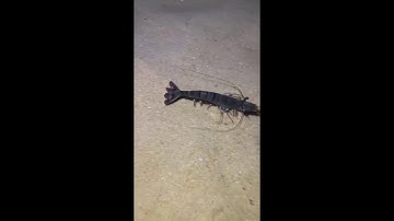 LIVE🔴-Diving under the sea to catch eels, crabs and sea cucumbers | P2