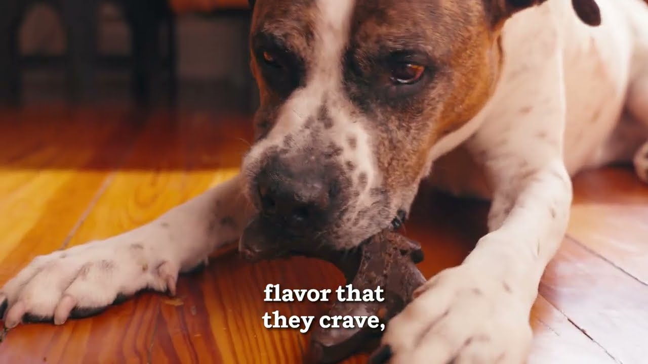 Preview of Woof HonestChew Meaty Video