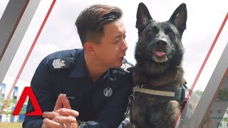 Meet the service dogs of the Singapore Police Force's K9 unit