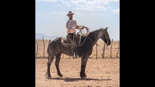 How to Properly Measure Your Horse's Mouth for a Bit Wealth
