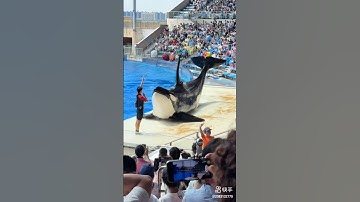 unique unbelievable Smartest dolphin 🐬🐬🐬🐬#short#video🐬🐬