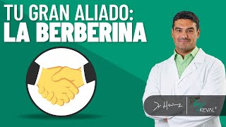 Berberina: Guía de Usos, Beneficios y Efectos Secundarios by Dr. Hernández 34,104 views 6 months ago 14 minutes, 44 seconds