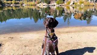 My Dogs First Trip To Big Bear, California | German Shorthaired Pointer by Tundra The GSP 2,019 views 6 months ago 5 minutes, 17 seconds