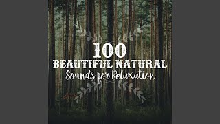 Soft Summer Forest screenshot 3