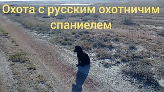 Охота с русским охотничий спаниелем Альфа Охота с русским охотничий спаниелем Альфа