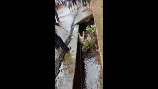 Crocodile in powai chandivali