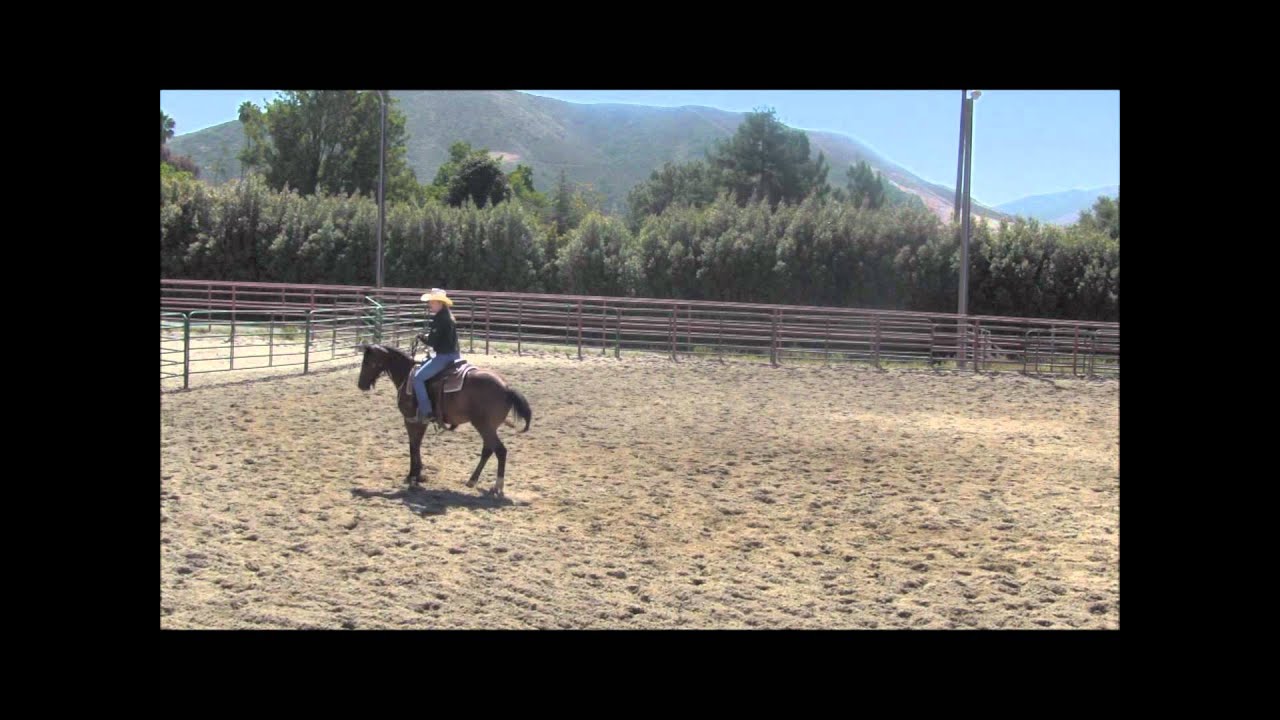 2012 Cal Poly Performance Horse Sale - Cat Is The Remedy - YouTube