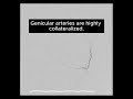 The TAME Lab: Target vs Non Target Genicular Arteries