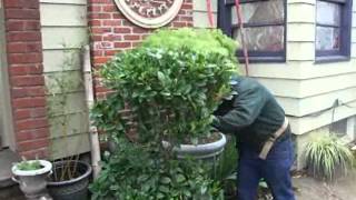 How to shear  a Japanese Privet with hand shears