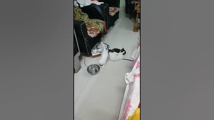 Watch the video about Good Quality Persian kittens are available for Best prices.🐱🐱🏠💯#gorakhpur #dollface #persiancat