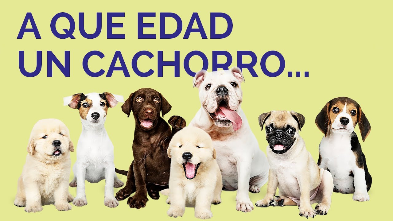 A que edad se puede bañar un cachorro