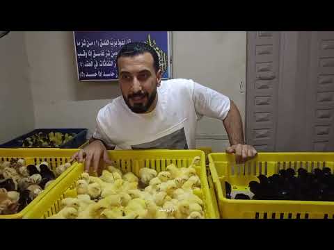 نزووول قوى في اسعار الكتاكيت والبط اليوم في معمل البرماوى 10 3