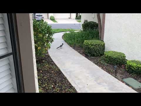 roadrunner meep meep