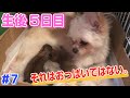 【生後5日目】間違えて●●をプニプニする仔犬【ミックス犬】