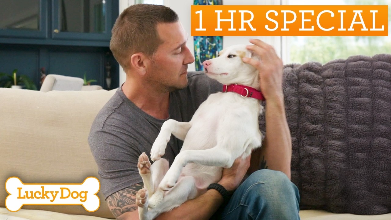 Blind And Deaf Puppy Overcoming Incredible Odds To Become Support Dog | Lucky Dog Marathon