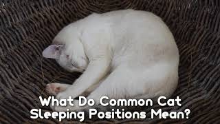 The Reason Cats Like to Sleep at the Foot of Your Bed by CuteCats LoveLove 14 views 2 years ago 51 seconds