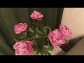Time - Lapse: Watch Flowers Bloom