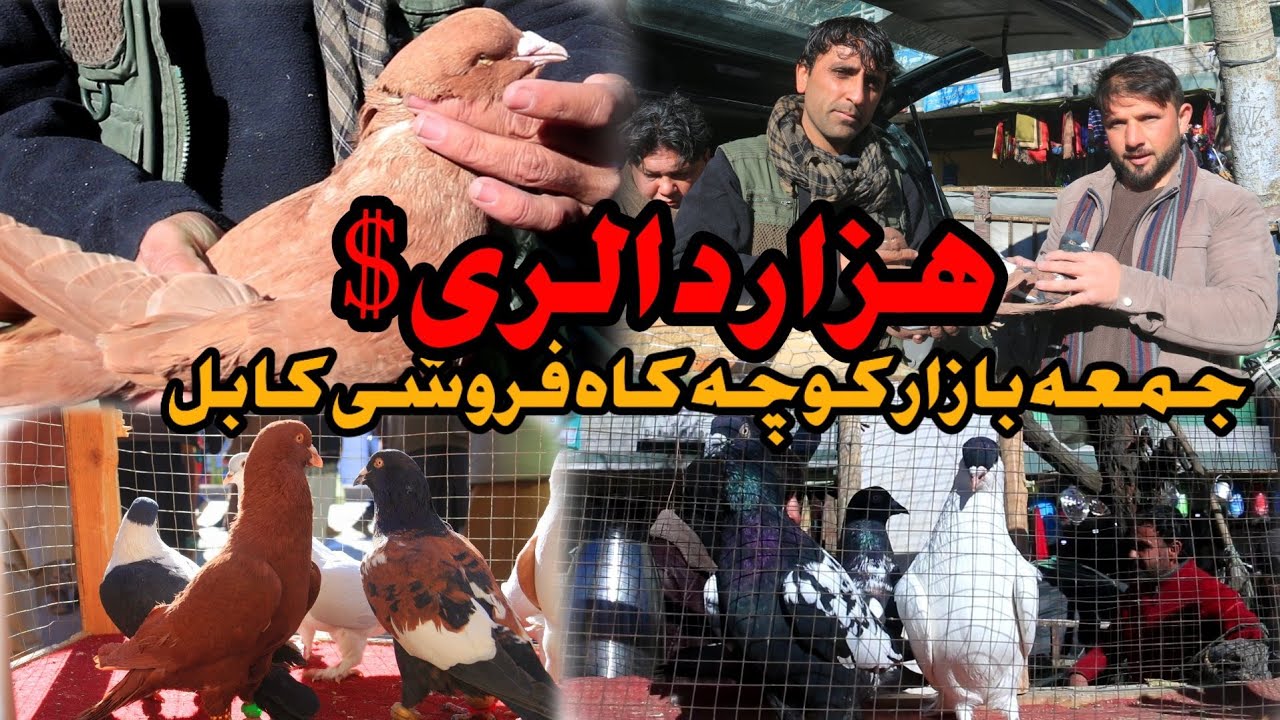 هزار دالری $| جمعه بازار کوچه کاه فروشی کابل  Friday birds Bazar Kabul | USD 1,000