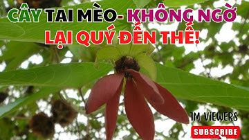 Cây tai mèo là gì? Hé lộ bài thuốc dân gian chữa bệnh cực hay, ai cũng nên biết!#NTH