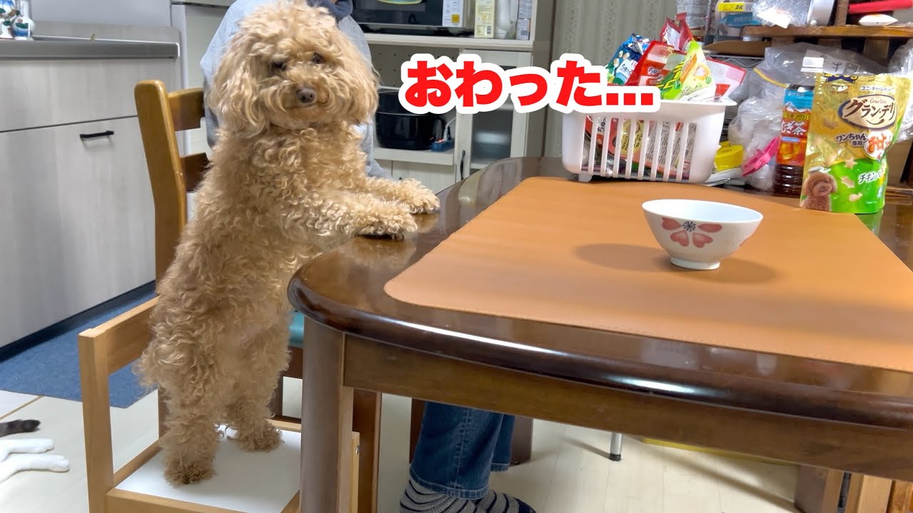 用意された専用の椅子が小さすぎたトイプードル!