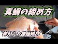 【真鯛を〆る】鼻から行う神経締め編