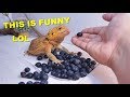 100 Blueberries VS My Funny Bearded Dragons !! Their Reaction !!