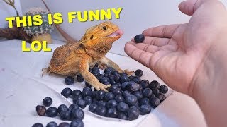 100 Blueberries VS My Funny Bearded Dragons !! Their Reaction !!