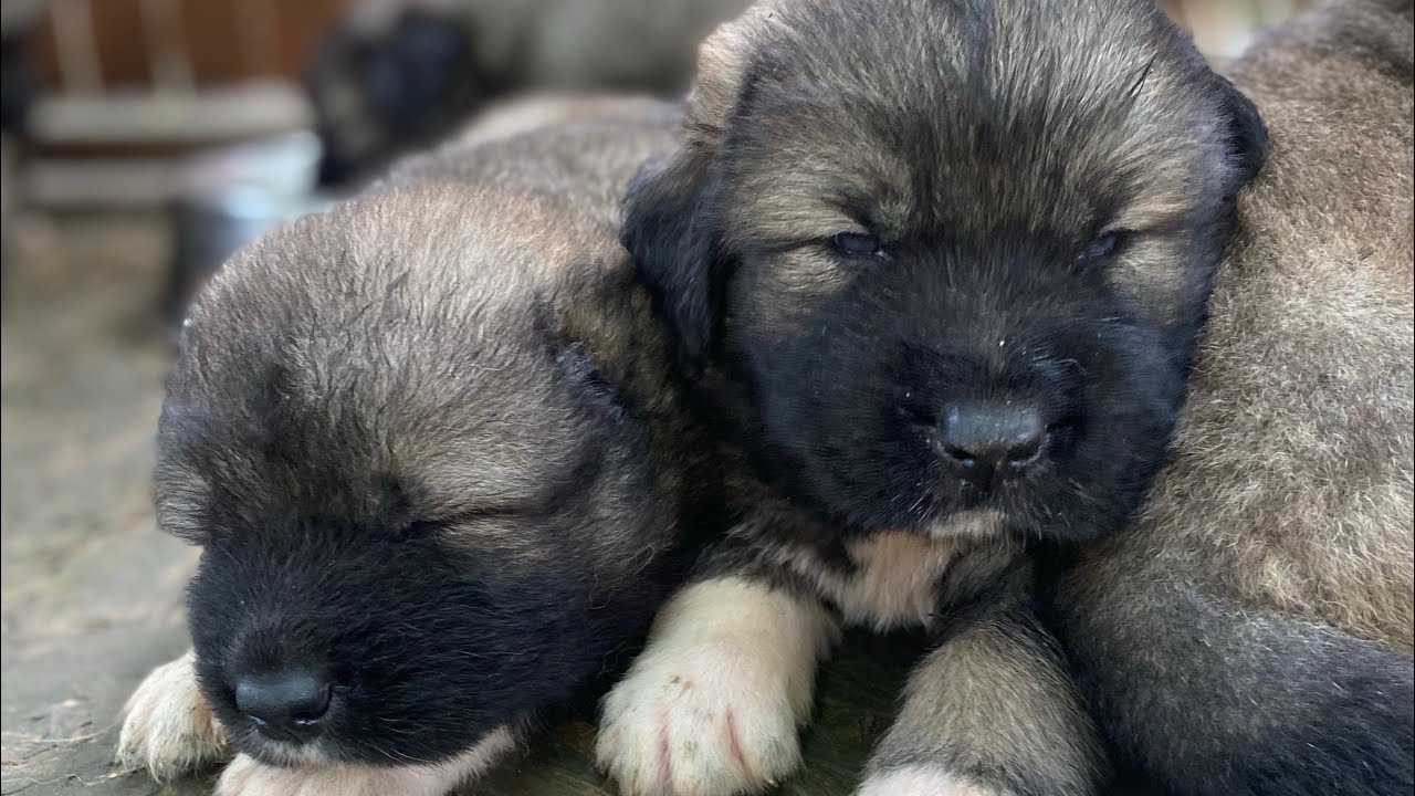 Erotik ichki kiyimdagi tola ayolning erotik fotosuratlari