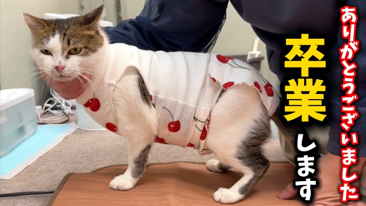 11匹育の子猫を育てた母猫…このたび卒業する事になりました - YouTube