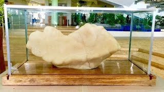 Largest pearl ever allegedly discovered