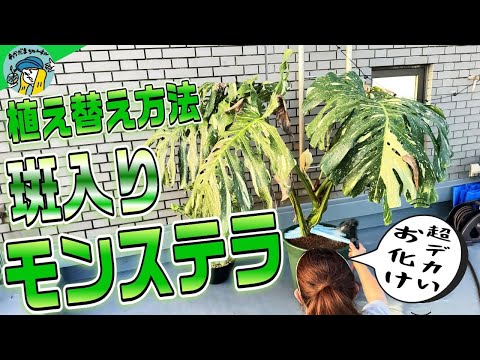 ま*あ様 Q104 モンステラ　五種　ミックス Houseplants] How to Repot the Highly Popular Variegated Monstera