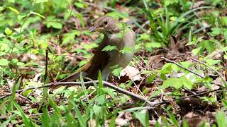 【野鳥】シロハラ Pale Thrush