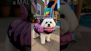 Dog owners need this! #dogs #doglover #maltesemom #maltese