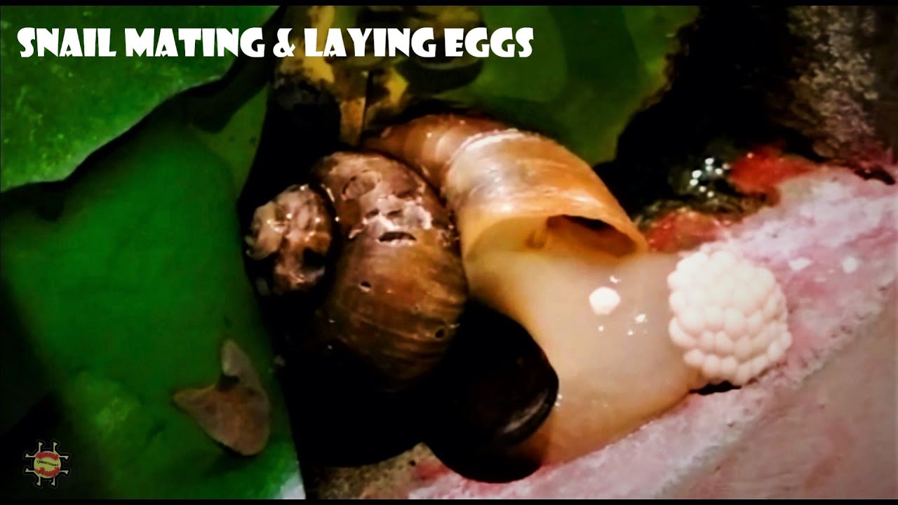 Snail mating and laying eggs timely capture YouTube