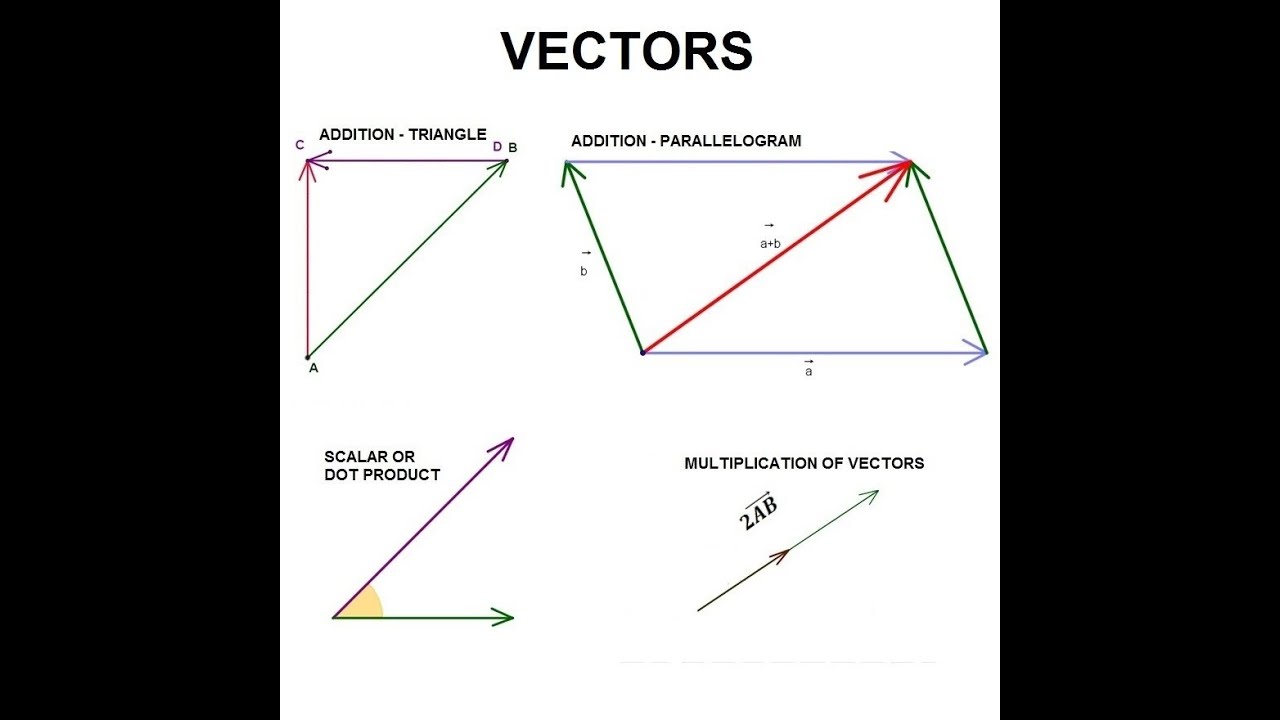 assignment operator of vector